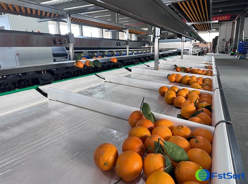 images/1739951179191orange sorter.jpg